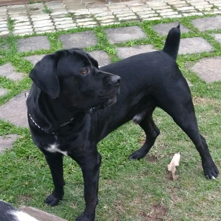 Cane Corso - foto 6