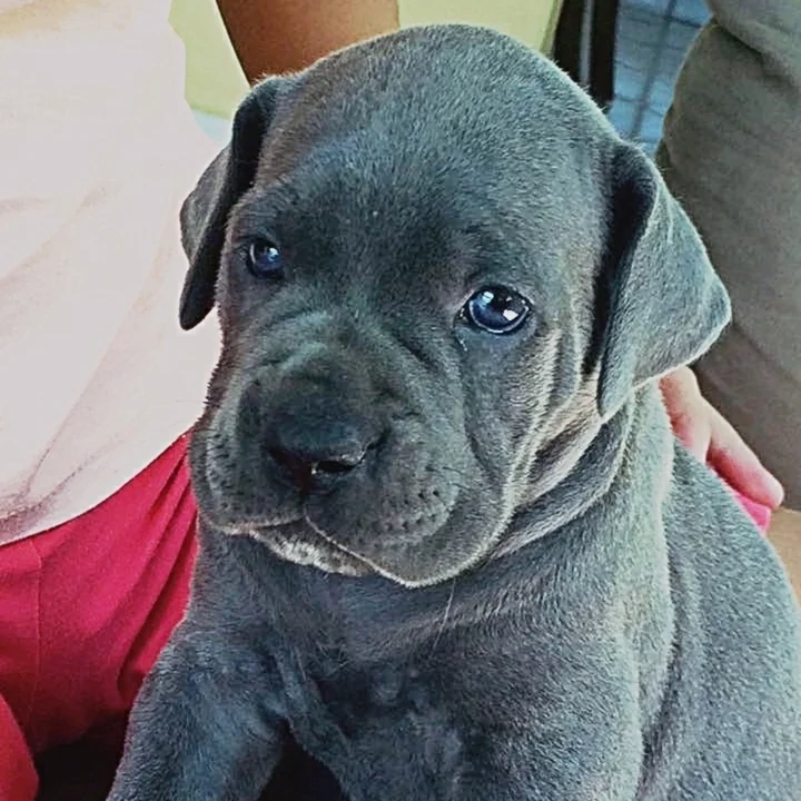 Cane Corso - foto 7