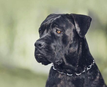 Cane Corso - foto 8