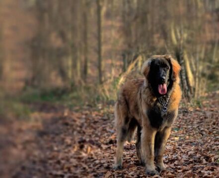Cão da Serra da Estrela - foto 1