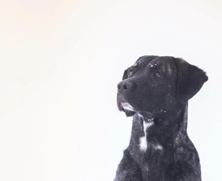 Cão de Fila de São Miguel: o guardião que derrete seu coração