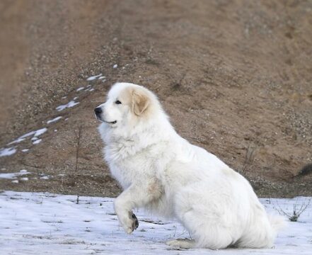 Cão de Montanha dos Pirenéus: o gigante gentil que você precisa conhecer