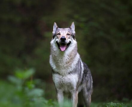 Cão Lobo Checoslovaco: o guia mais completo que você vai encontrar
