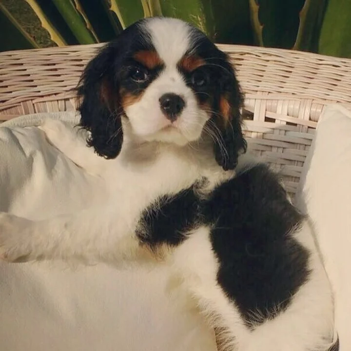 Cavalier King Charles Spaniel - foto 1