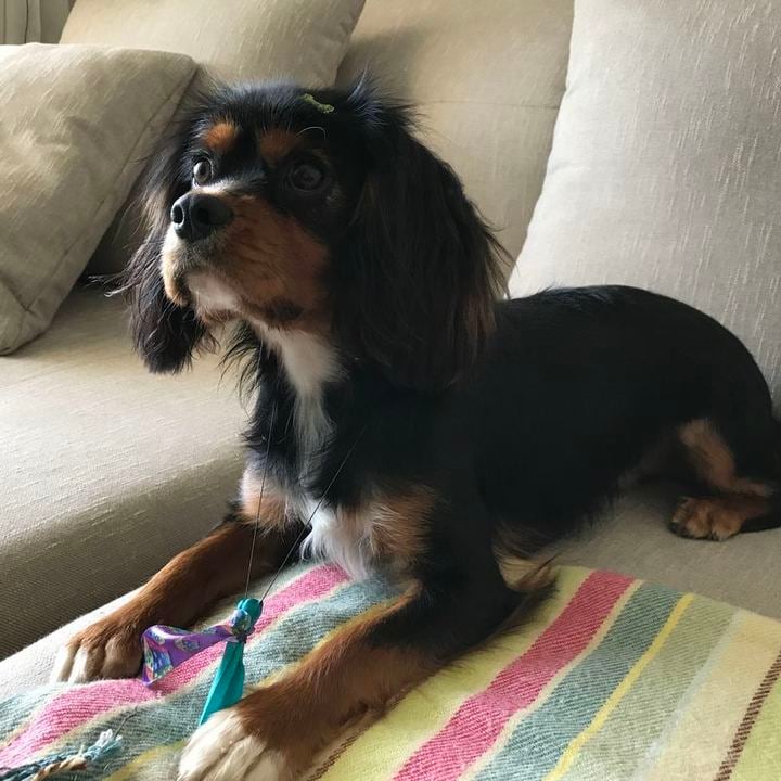 Cavalier King Charles Spaniel - foto 2