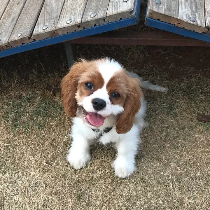 Cavalier King Charles Spaniel - foto 3