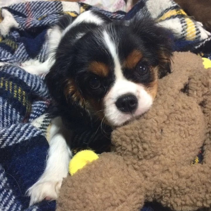Cavalier King Charles Spaniel - foto 4