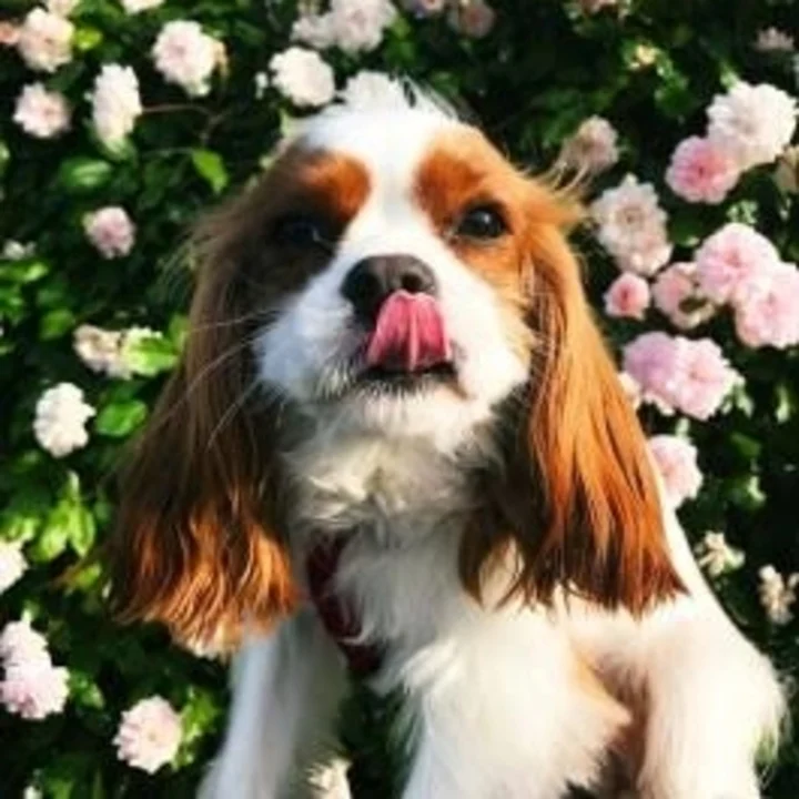 Cavalier King Charles Spaniel - foto 5