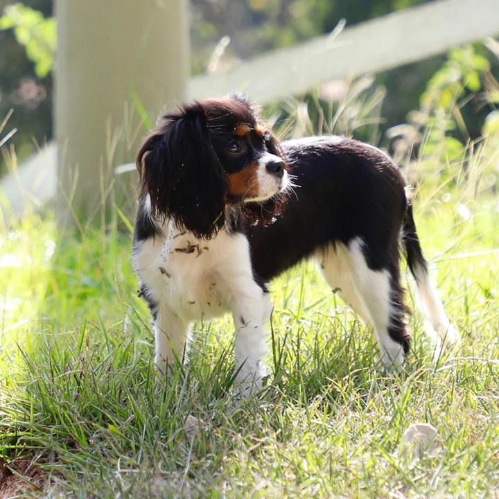Cavalier King Charles Spaniel - foto 6