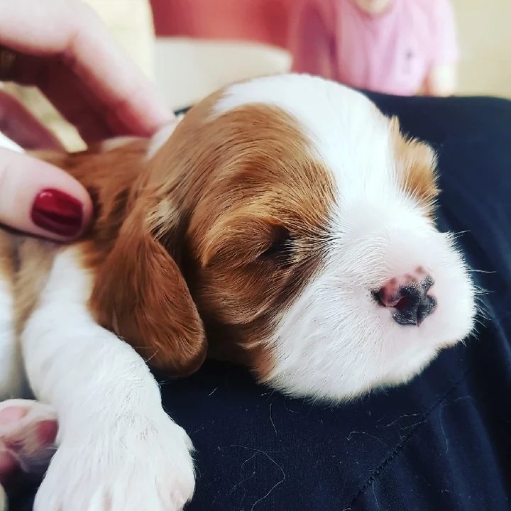 Cavalier King Charles Spaniel - foto 7