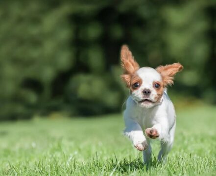 Cavalier King Charles Spaniel - foto 8