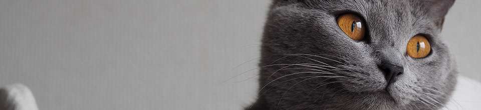 Chartreux: o guia mais completo que você vai encontrar
