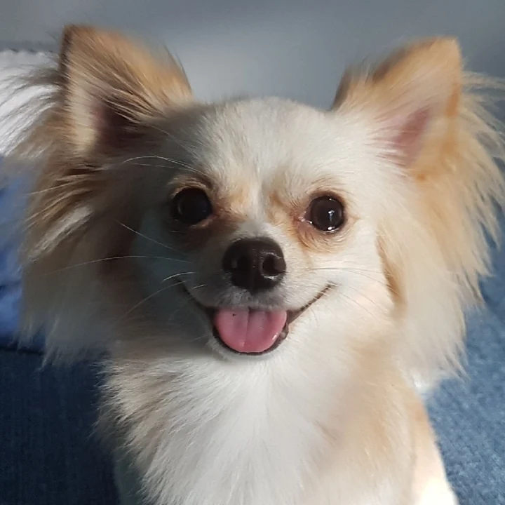 Chihuahua - foto 1