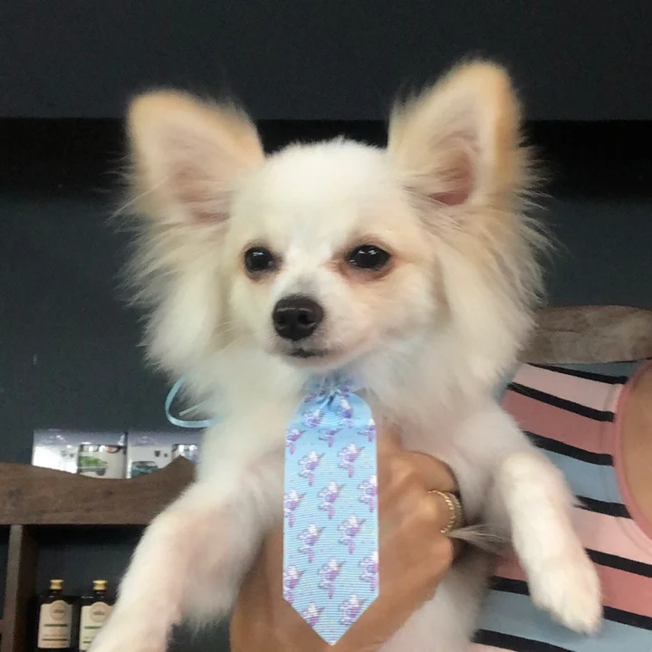 Chihuahua - foto 2