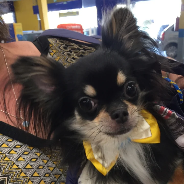 Chihuahua - foto 3
