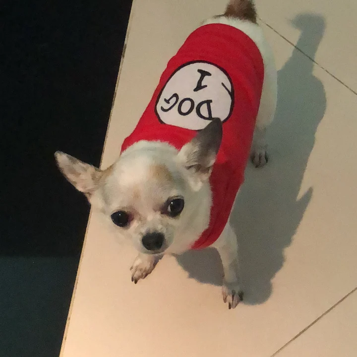 Chihuahua - foto 4