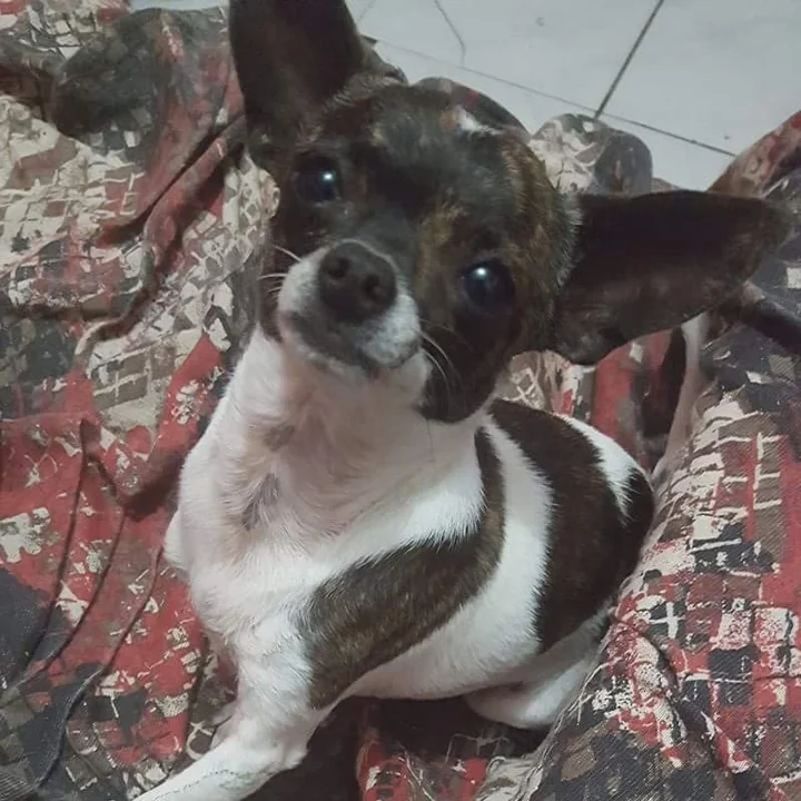 Chihuahua - foto 5