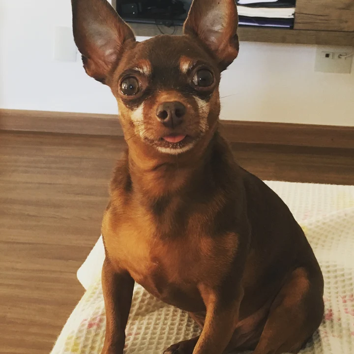 Chihuahua - foto 6
