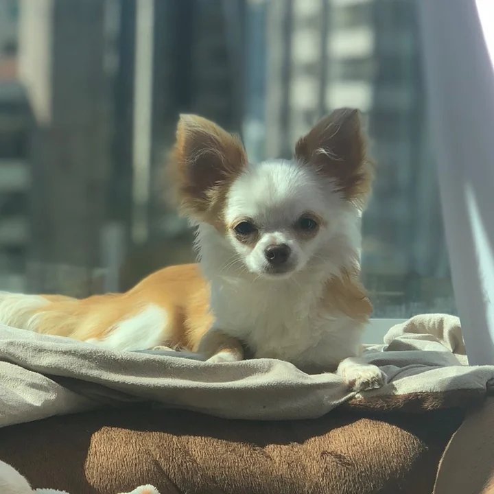 Chihuahua - foto 7