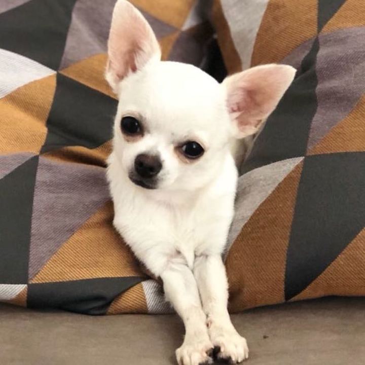 Chihuahua - foto 8