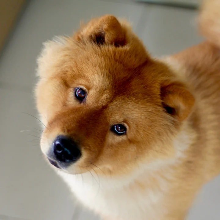 Chow Chow - foto 1