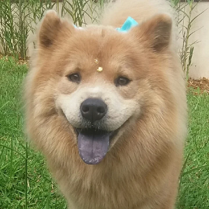 Chow Chow - foto 2