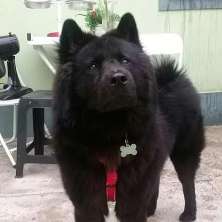 Chow Chow - foto 3