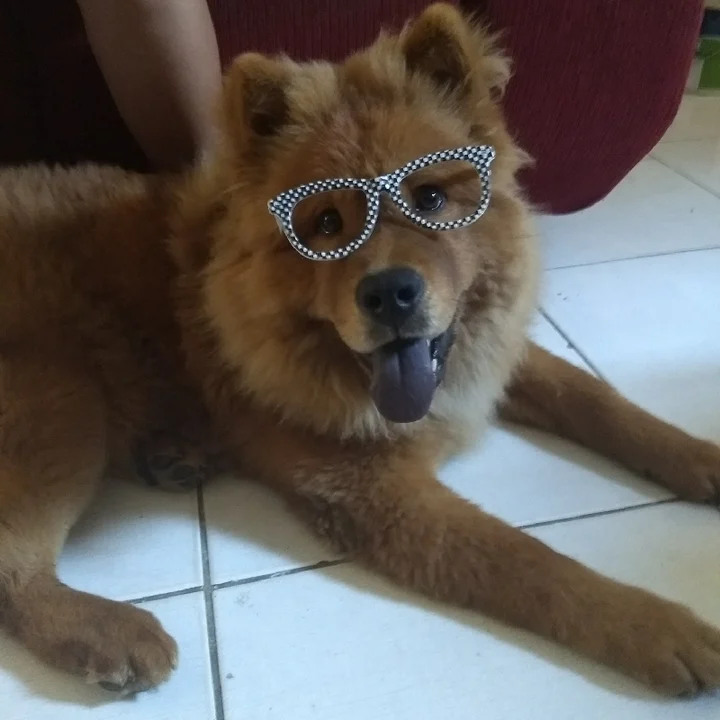 Chow Chow - foto 4