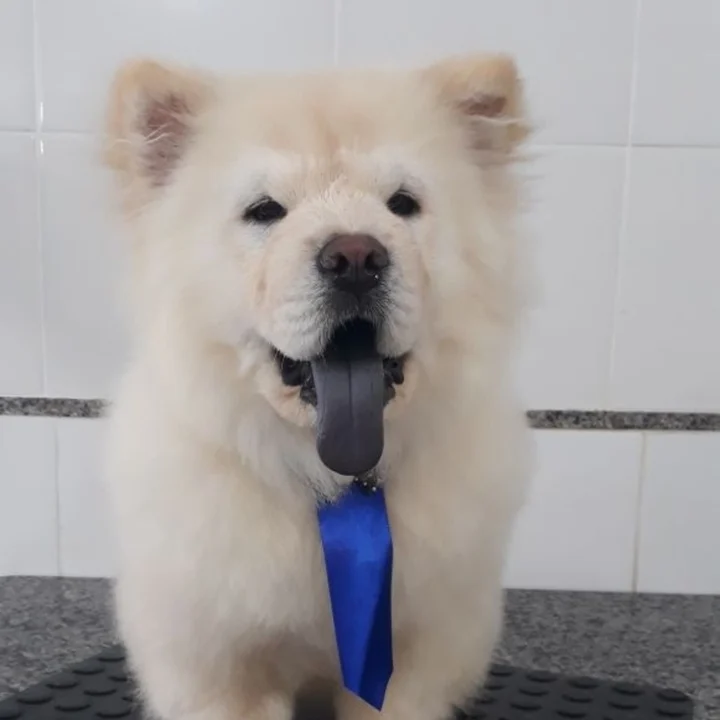 Chow Chow - foto 5