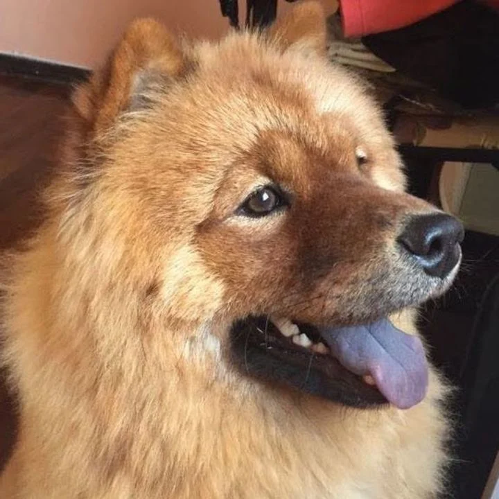 Chow Chow - foto 6