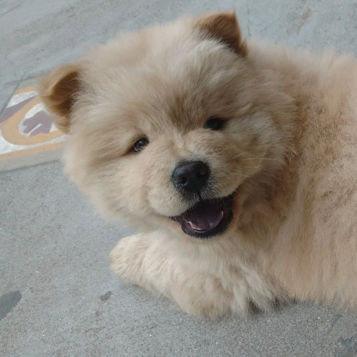 Chow Chow - foto 7