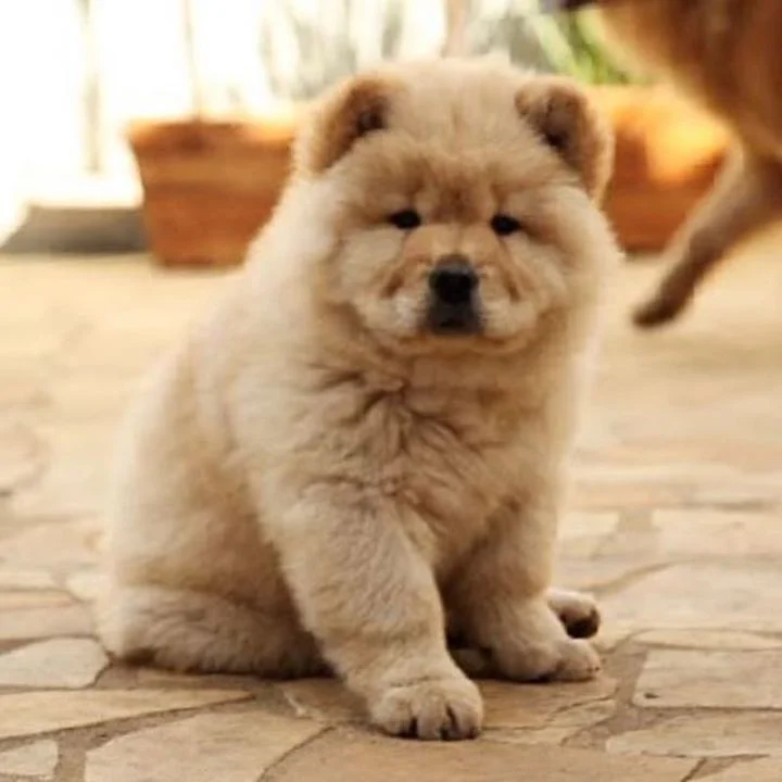 Chow Chow - foto 8