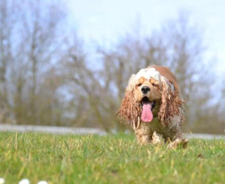 Cocker Spaniel Americano - foto 1