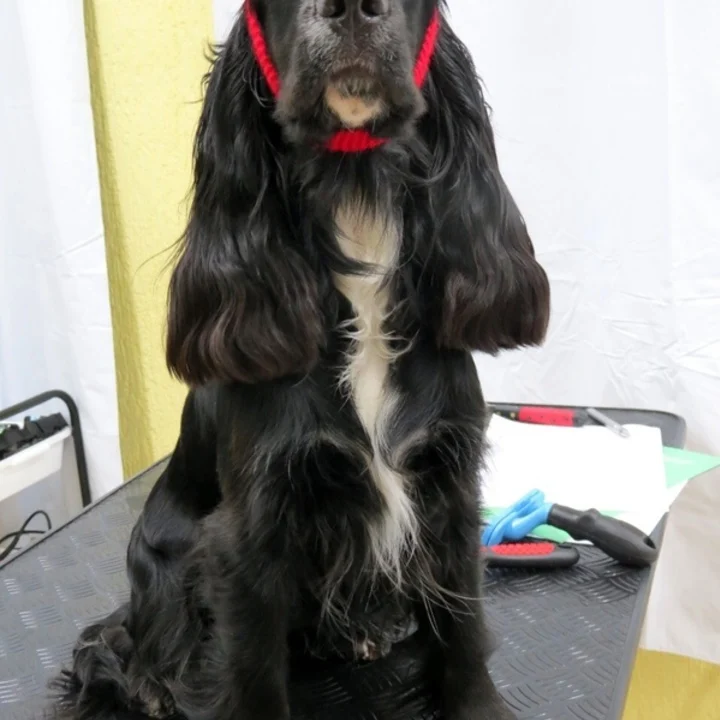 Cocker Spaniel Inglês - foto 1