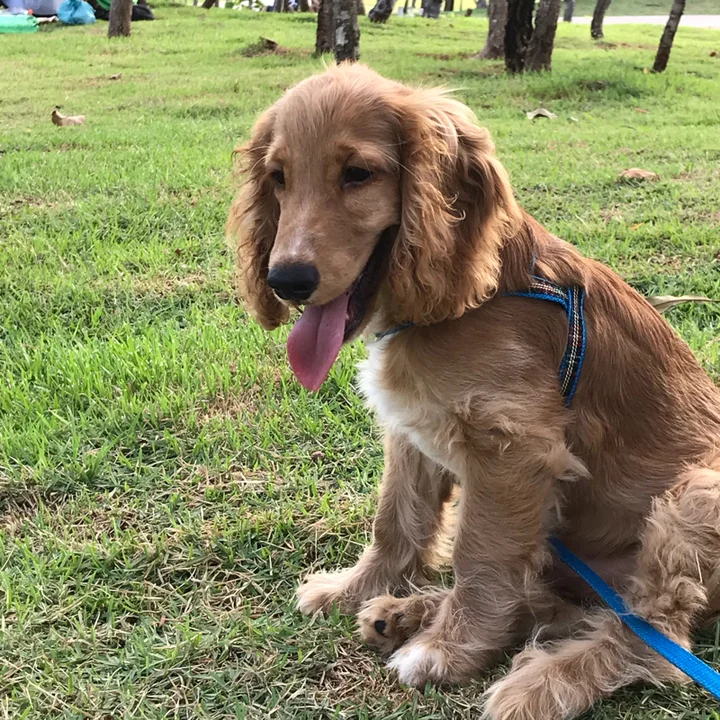 Cocker Spaniel Inglês - foto 3