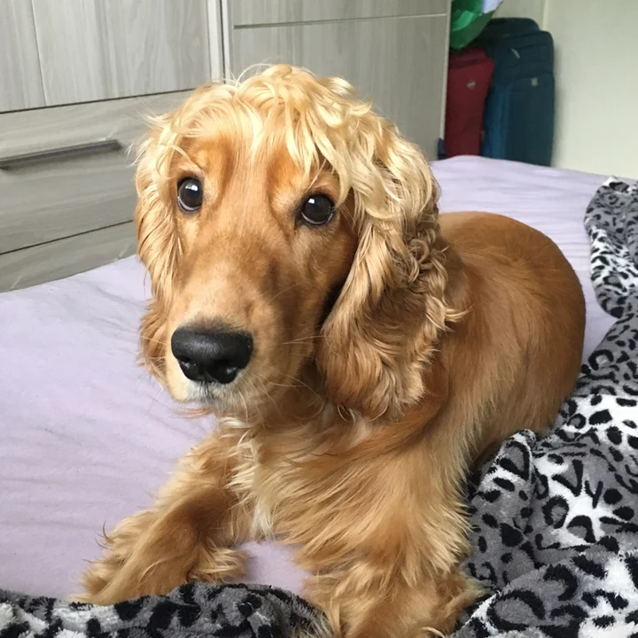 Cocker Spaniel Inglês - foto 4