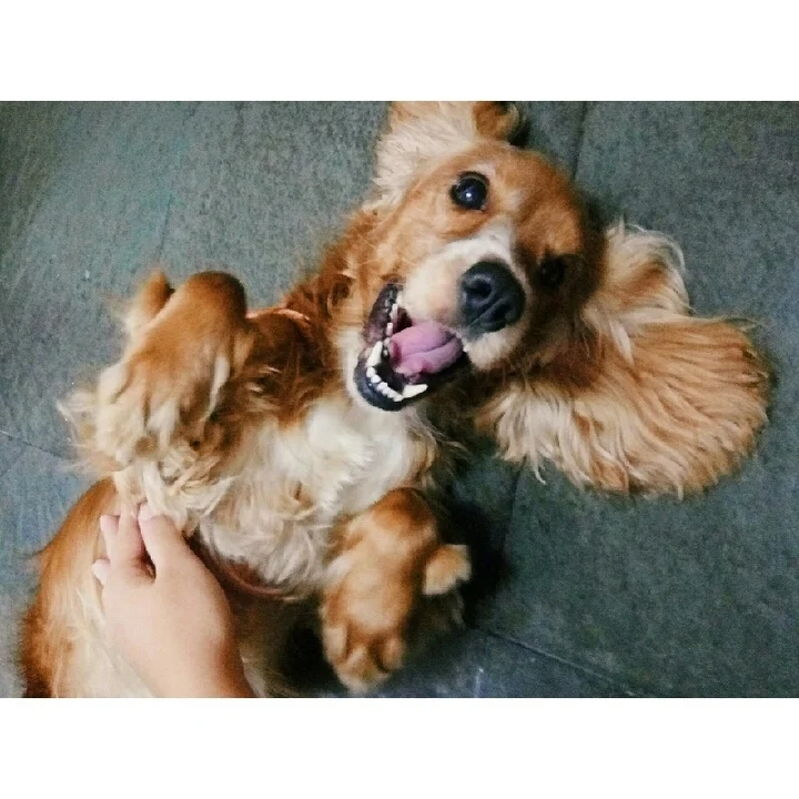 Cocker Spaniel Inglês - foto 5