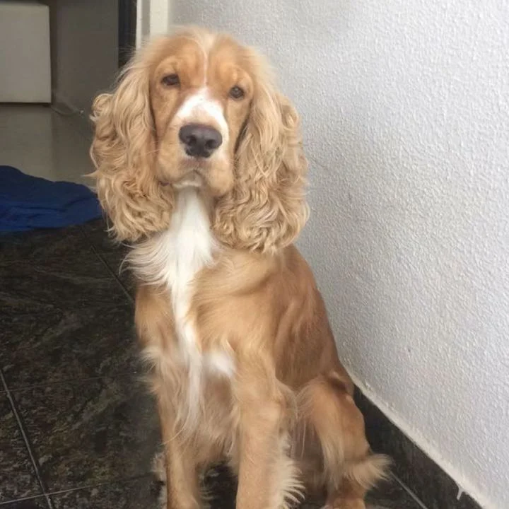 Cocker Spaniel Inglês - foto 8