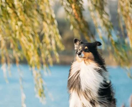 Collie: o cão pastor que conquistou o mundo com elegância e coração