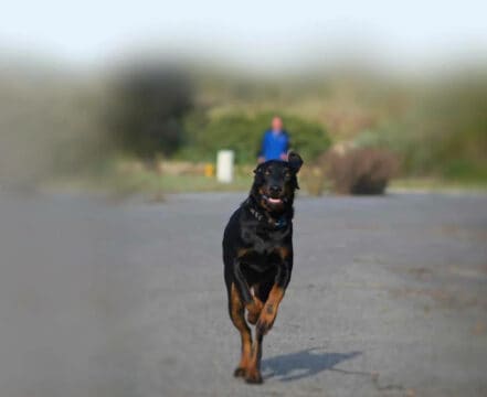 Coonhound Preto E Castanho - foto 1