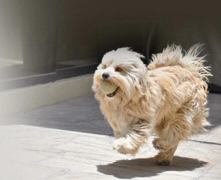 Dandie Dinmont Terrier - foto 1