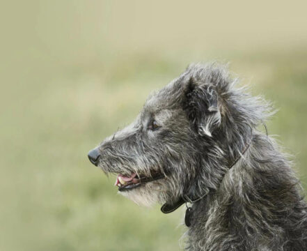 Deerhound - foto 1