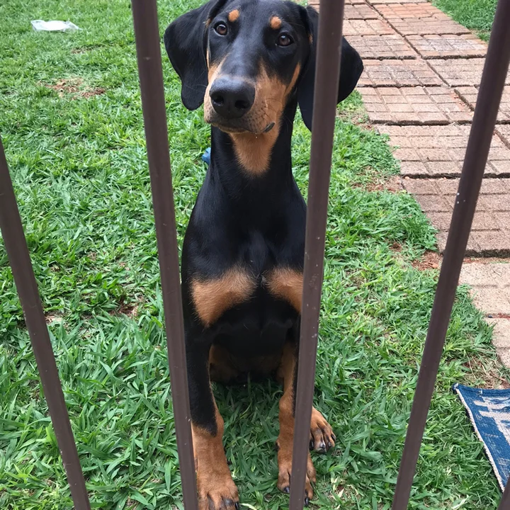 Doberman - foto 1