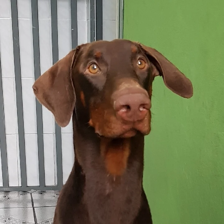 Doberman - foto 2