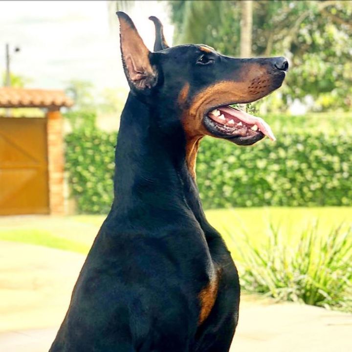 Doberman - foto 3