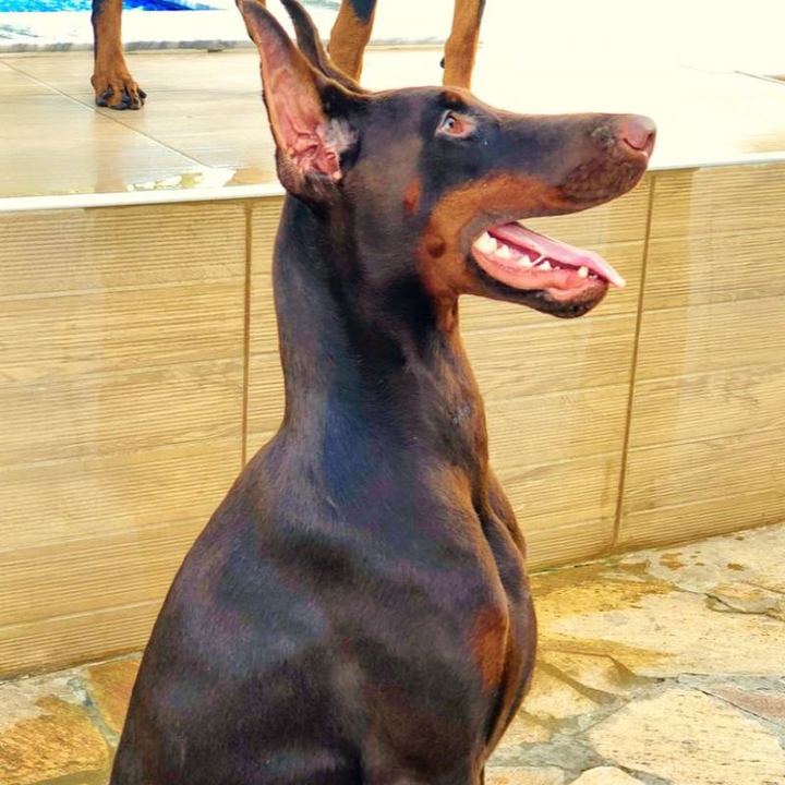 Doberman - foto 4