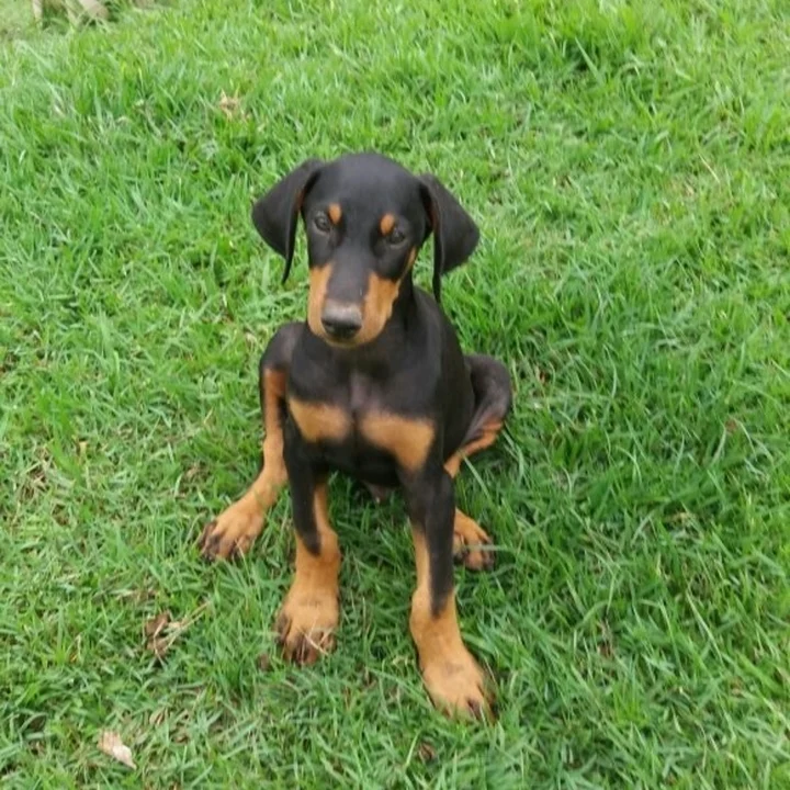 Doberman - foto 5