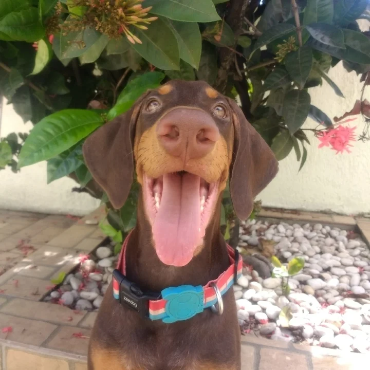 Doberman - foto 6