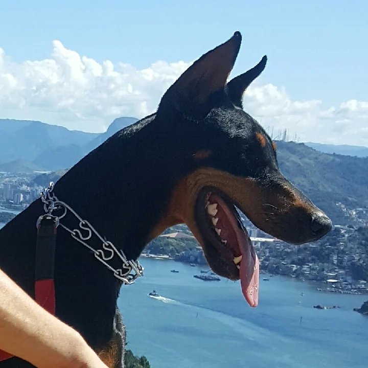 Doberman - foto 7