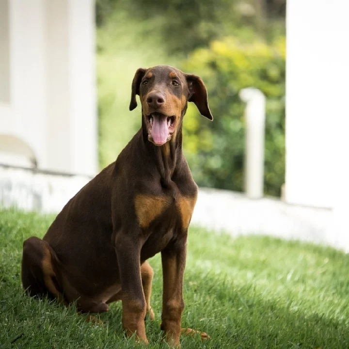 Doberman - foto 8